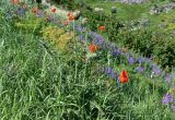 genus Papaver. Расцветающее растение. Армения, обл. Арагацотн, гора Арагац, ущелье р. Аркашен, окр. крепости Амберд, ≈ 2300 м н.у.м., луговой склон с Vicia, Euphorbia и Spiraea. 20.06.2022.