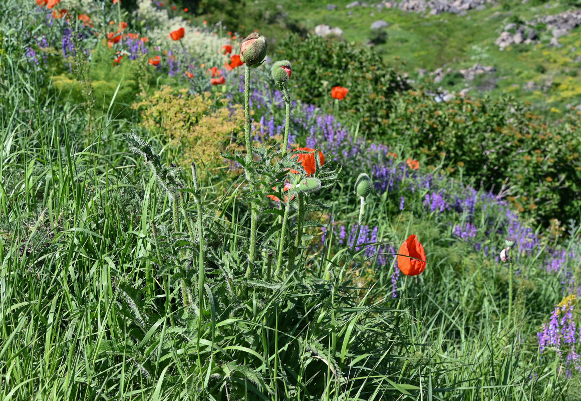 Изображение особи род Papaver.