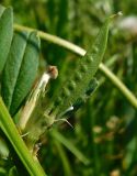 Vicia angustifolia