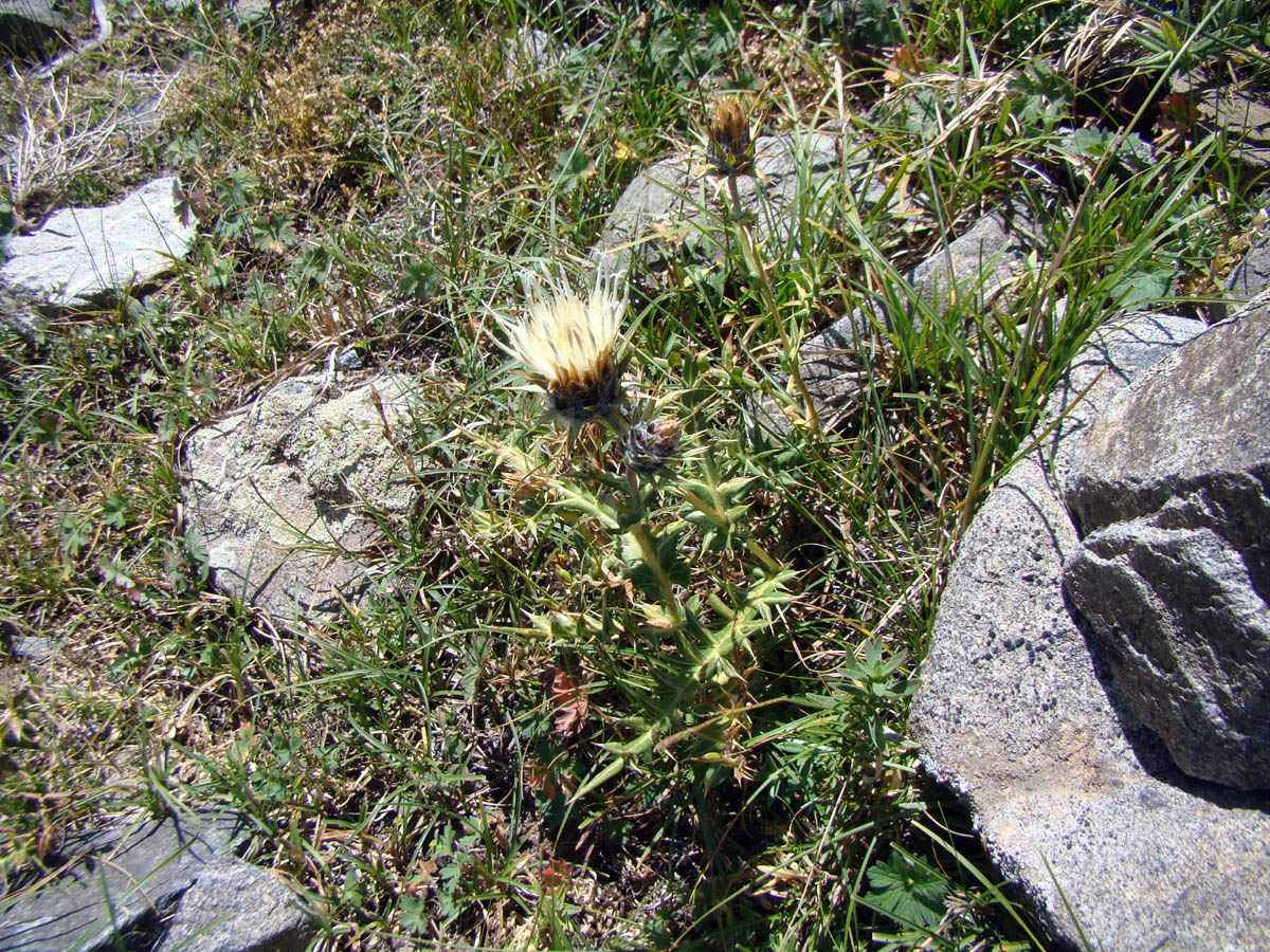 Изображение особи Cousinia xanthina.