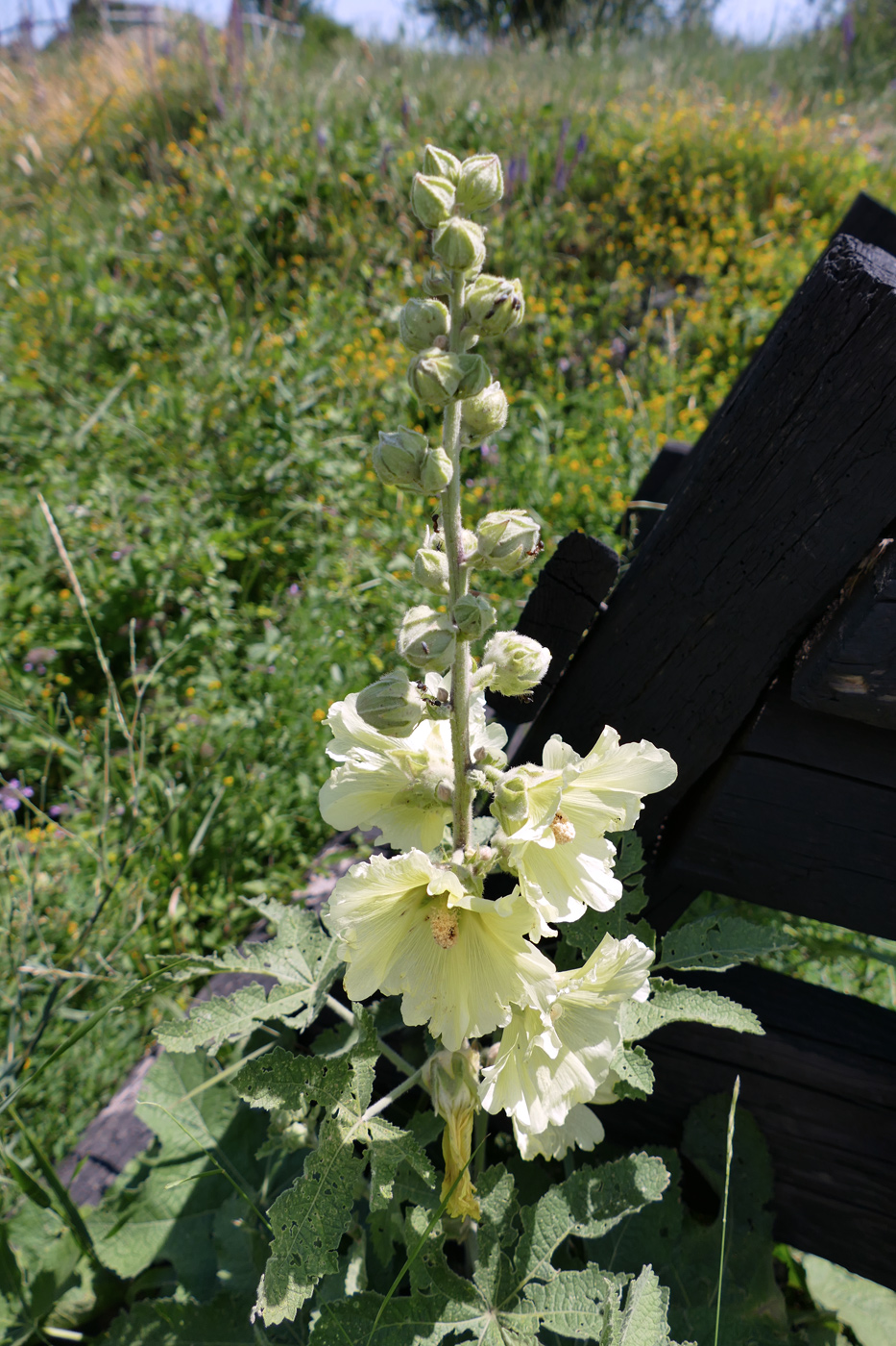 Изображение особи Alcea rugosa.