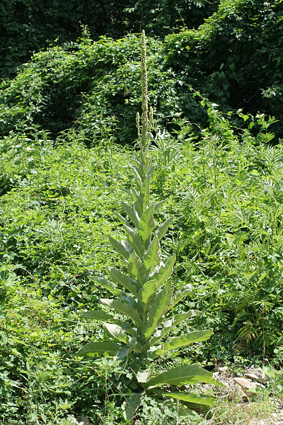 Изображение особи род Verbascum.