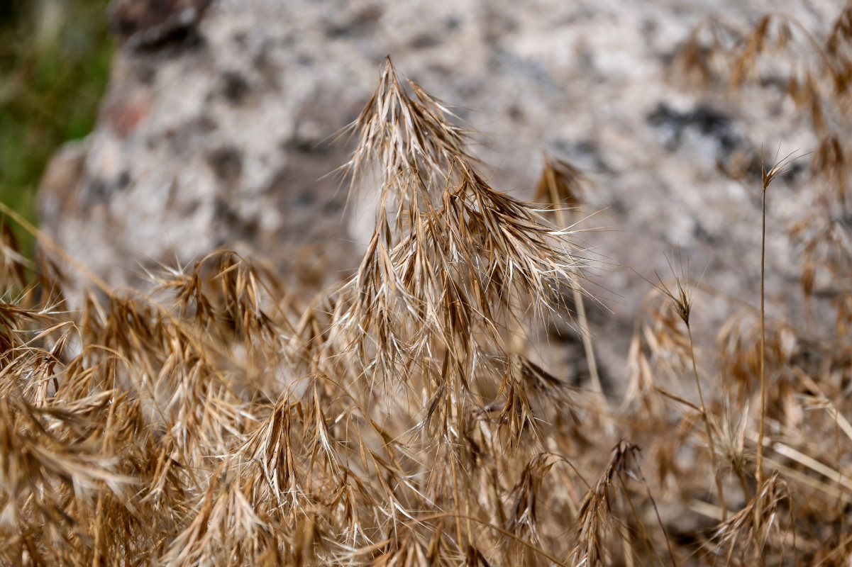 Изображение особи Anisantha tectorum.