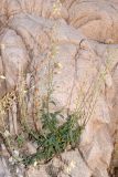 Image of specimen