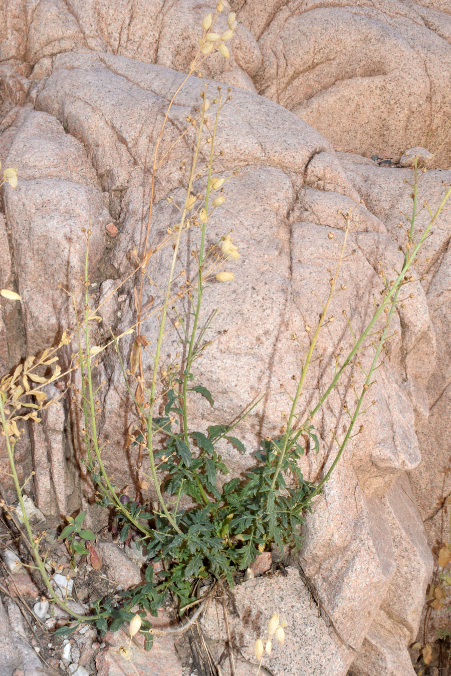 Image of Scrophularia vvedenskyi specimen.