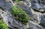 Sedum oppositifolium