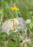 Potentilla ruprechtii. Побег с цветком. Карачаево-Черкесия, Урупский р-н, Кавказский биосферный заповедник, Имеретинское ущелье, долина р. Имеретинка (в верхнем течении), ≈ 2500 м н.у.м., альпийский луг. 27.07.2022.