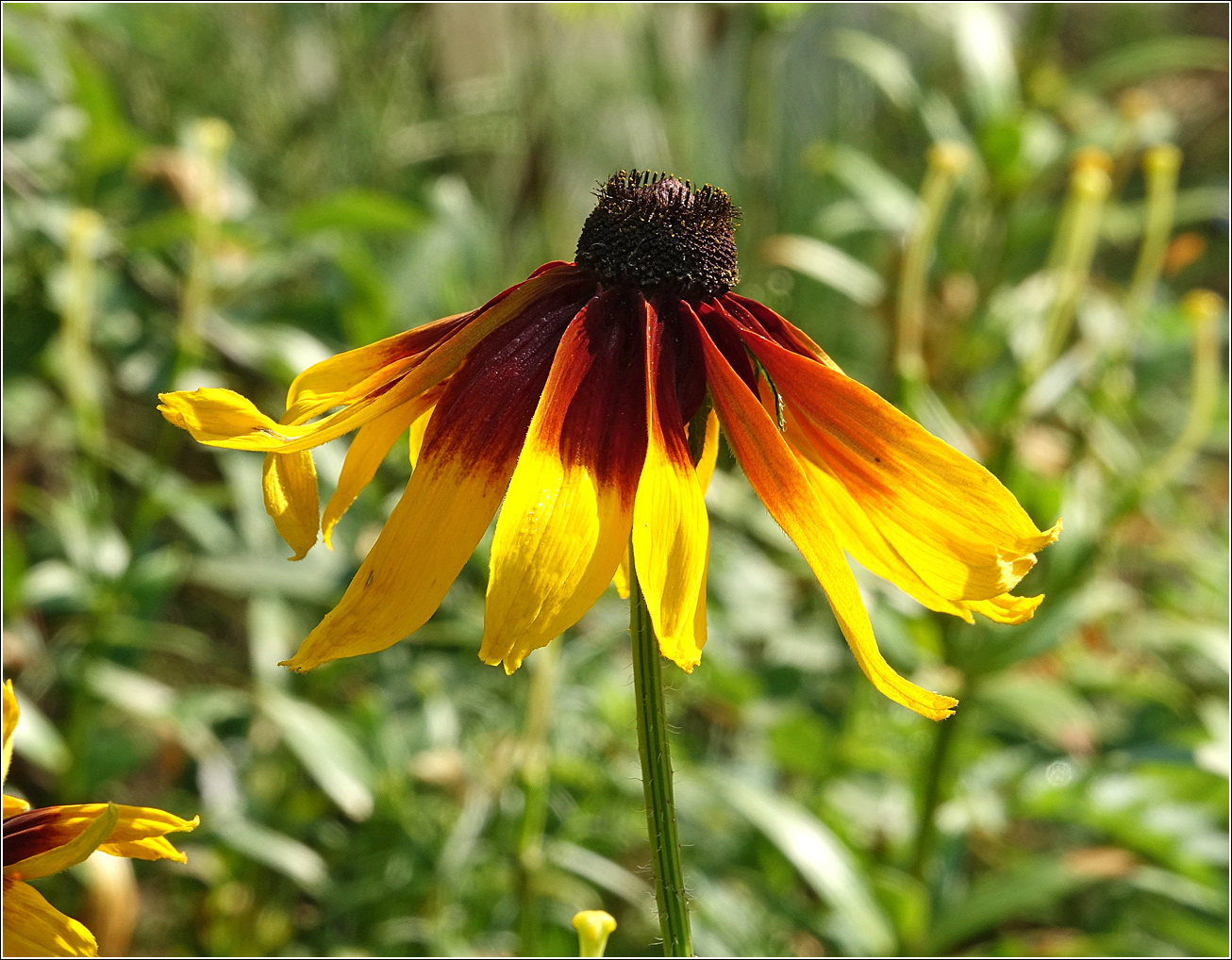 Image of Rudbeckia hirta specimen.