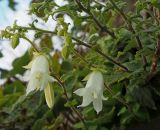 Campanula alliariifolia. Части побегов с цветками. Абхазия, окр. г. Новый Афон, Иверская гора, стенка Анакопийской крепости. 22.09.2022.