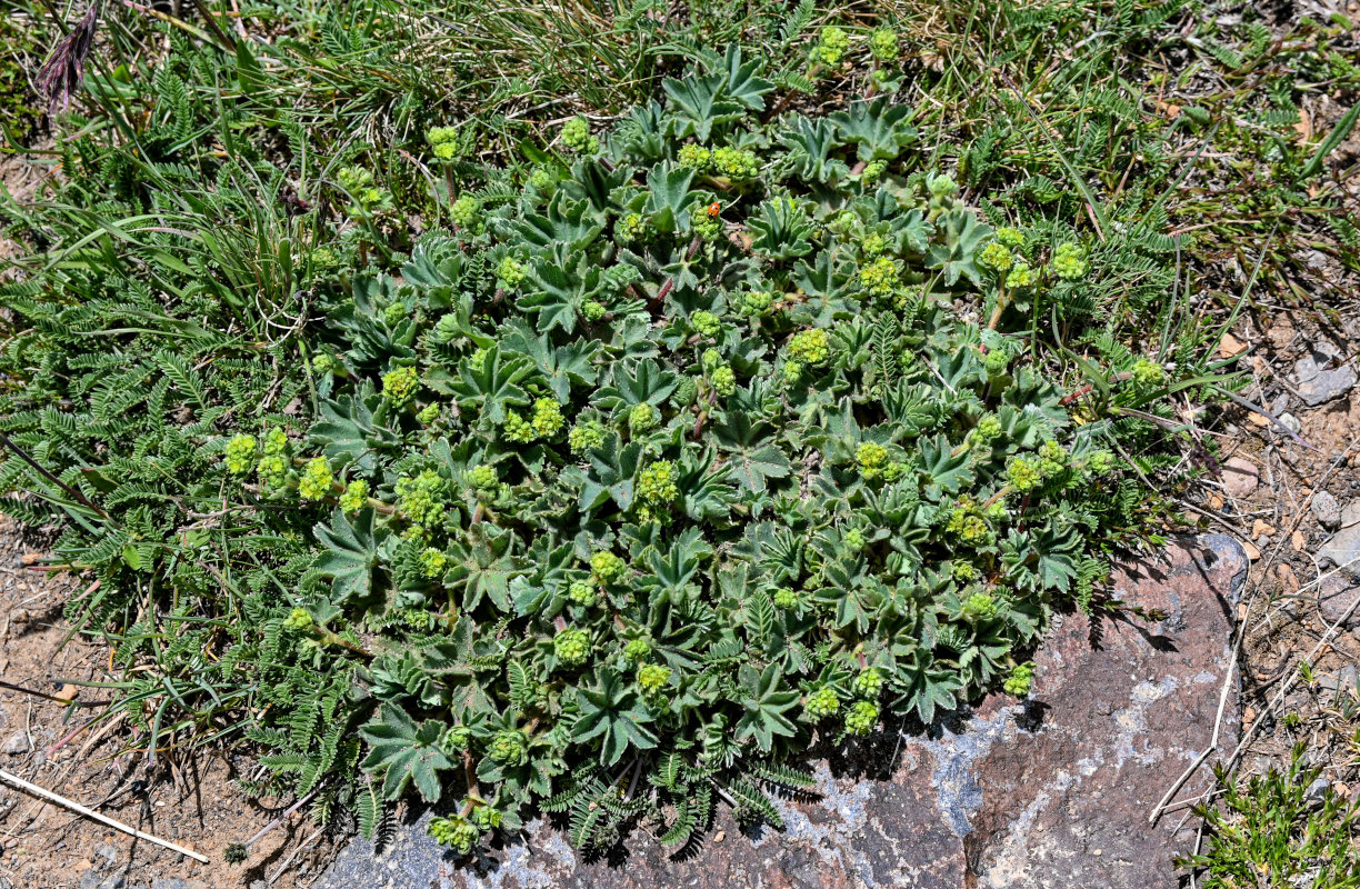 Изображение особи род Alchemilla.