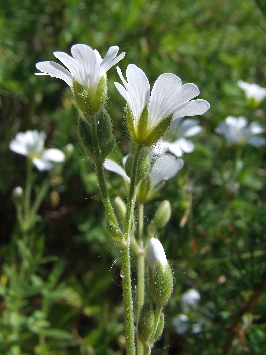 Изображение особи Cerastium arvense.