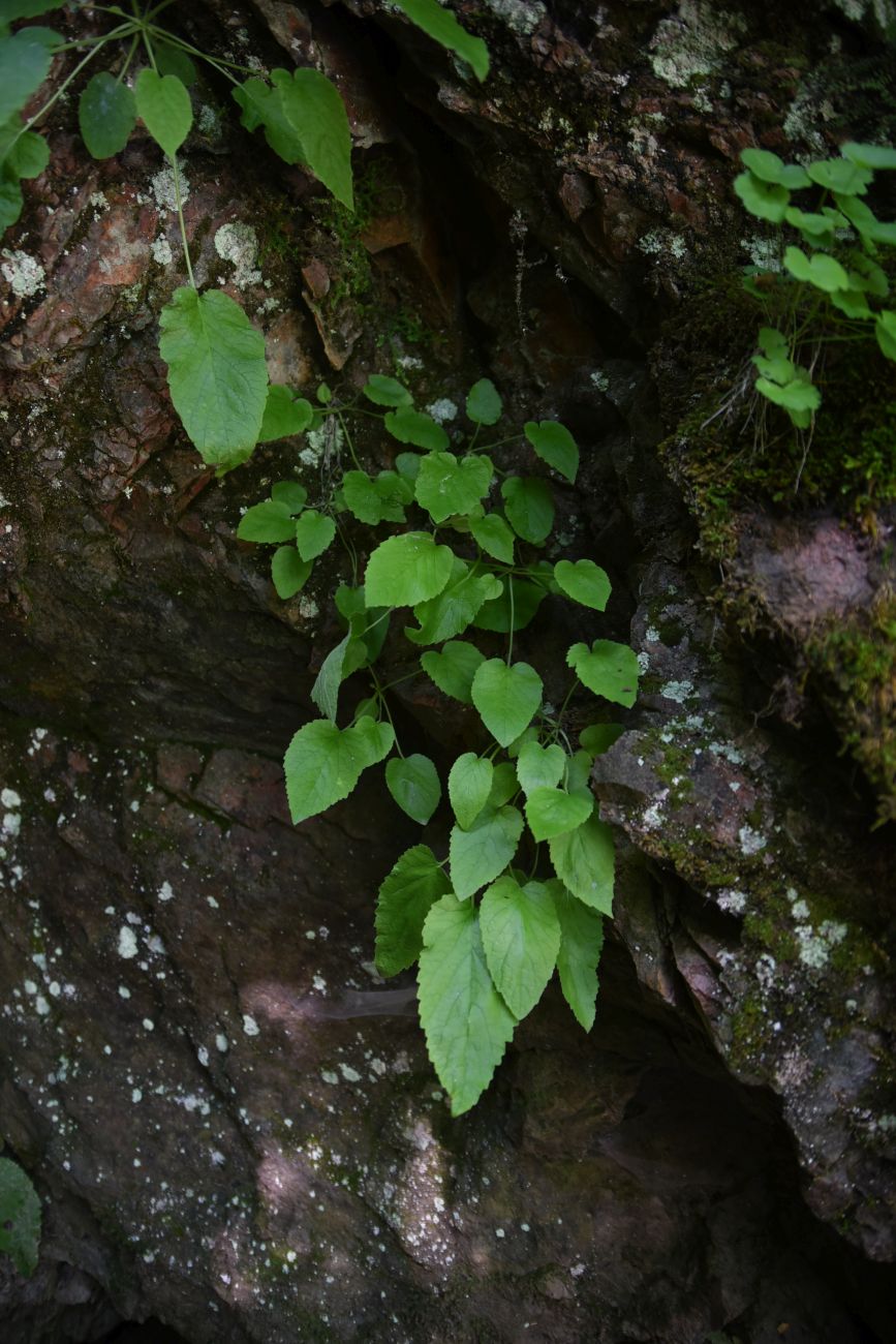 Изображение особи Campanula pendula.