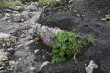 Geranium ruprechtii