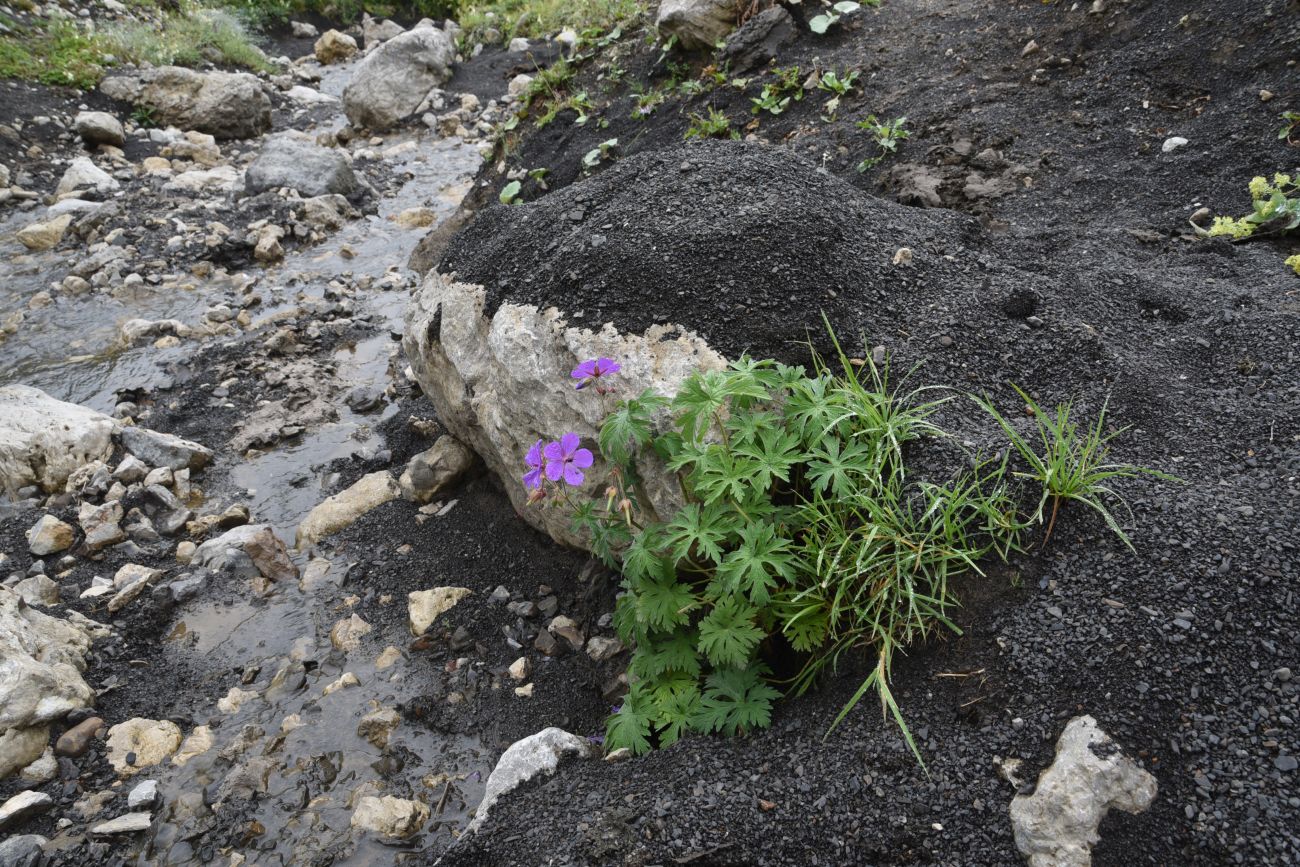 Image of Geranium ruprechtii specimen.