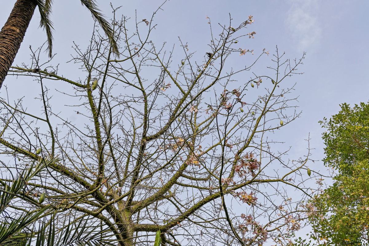 Изображение особи Ceiba speciosa.