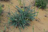 Astragalus longipetalus