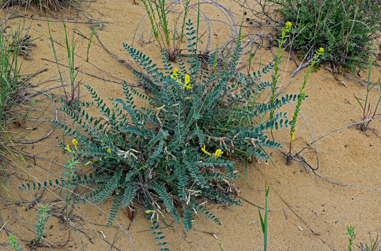 Изображение особи Astragalus longipetalus.