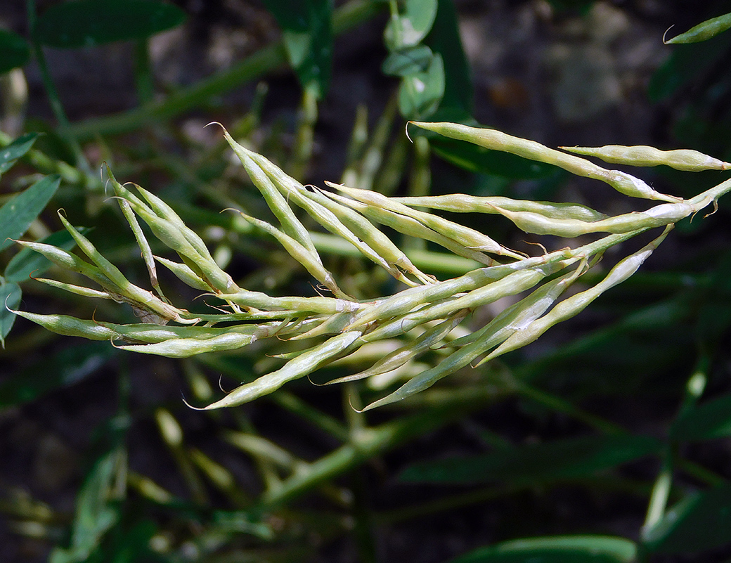 Изображение особи Galega officinalis.