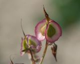 Rindera tetraspis. Плоды. Краснодарский край, м/о Анапа, окр. пос. Супсех, обрывисто-осыпной приморский склон. 24.05.2023.