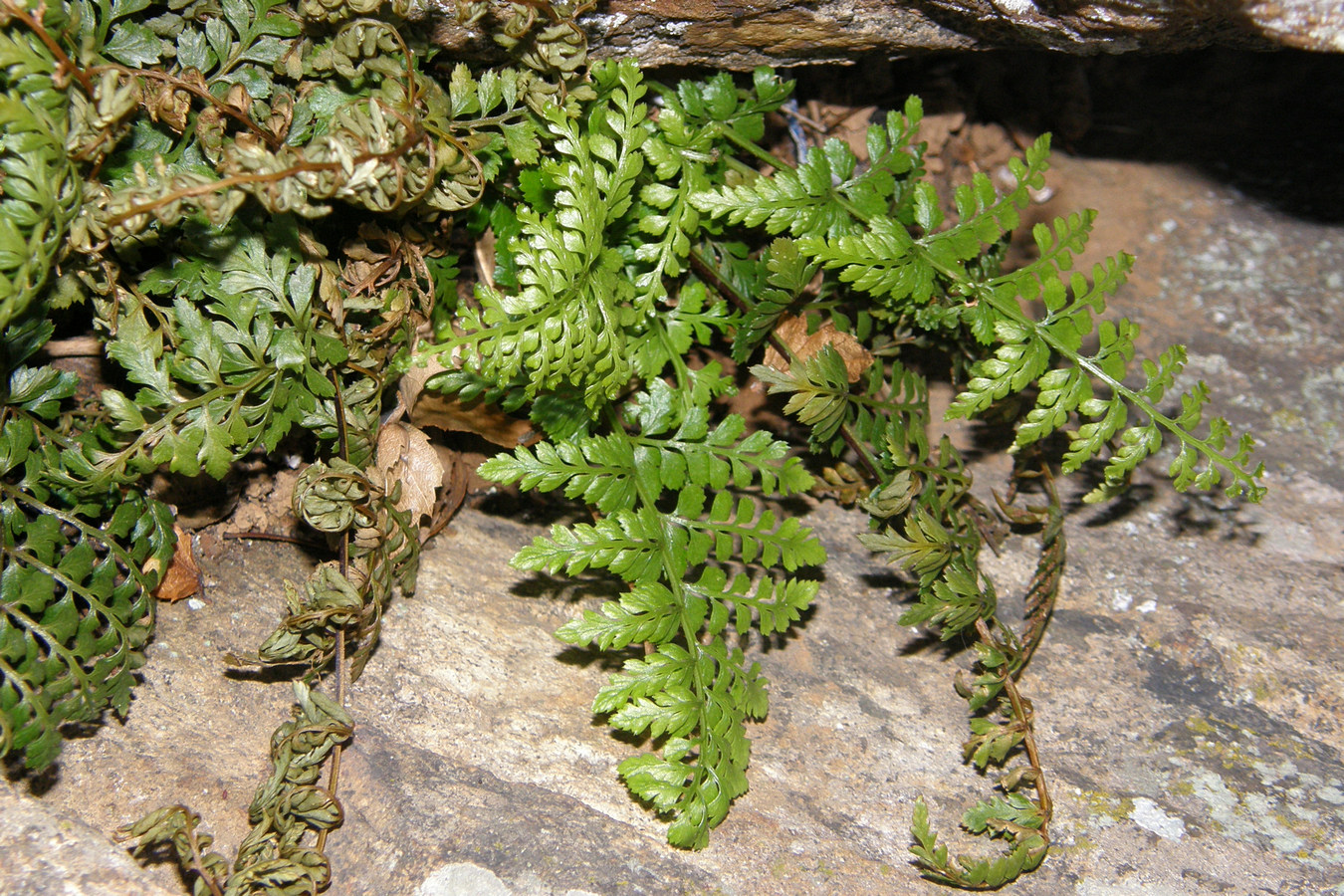 Image of Asplenium billotii specimen.
