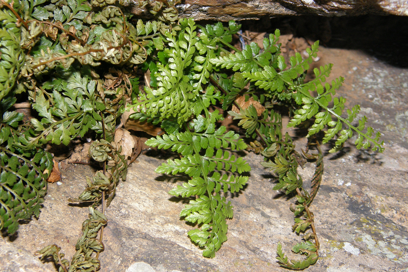 Изображение особи Asplenium billotii.