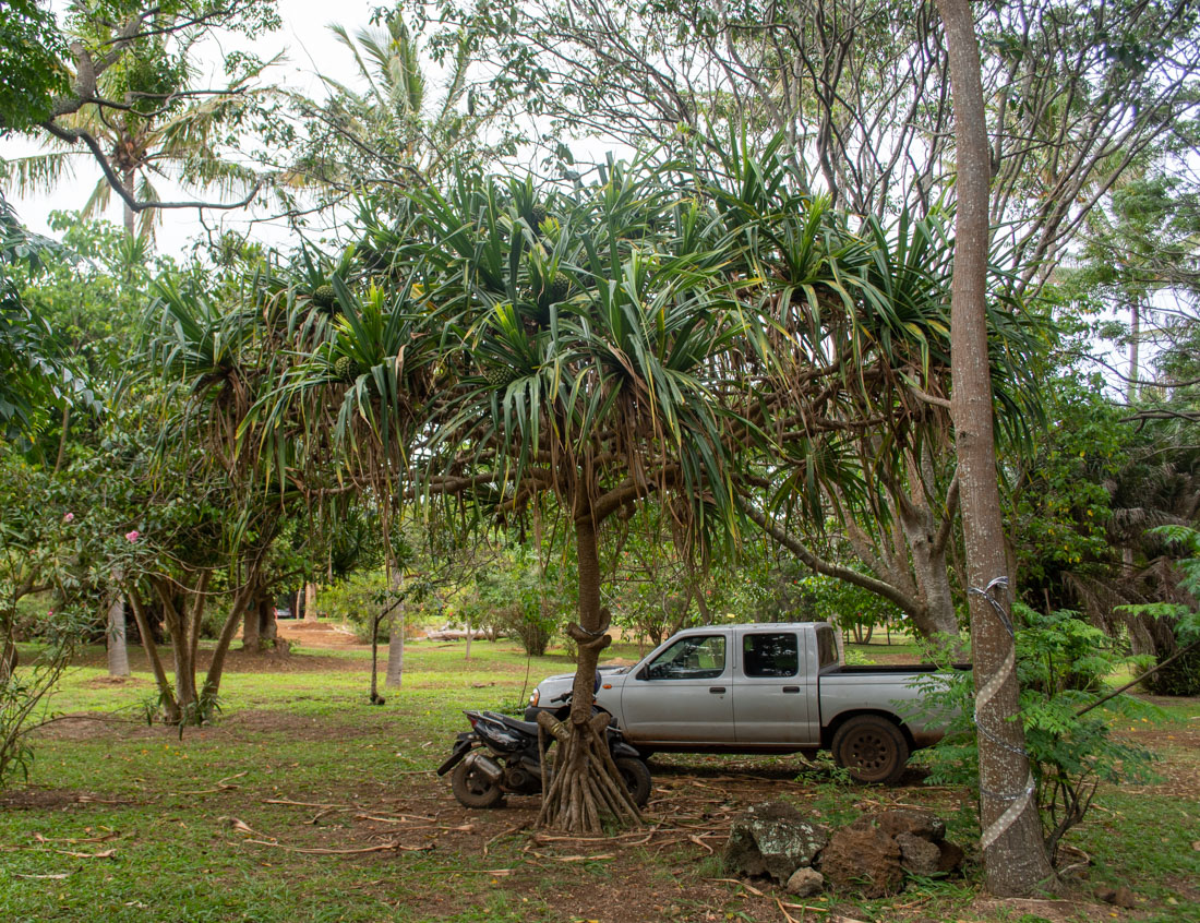 Image of Pandanus odorifer specimen.