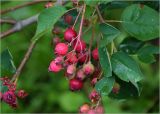 Amelanchier spicata