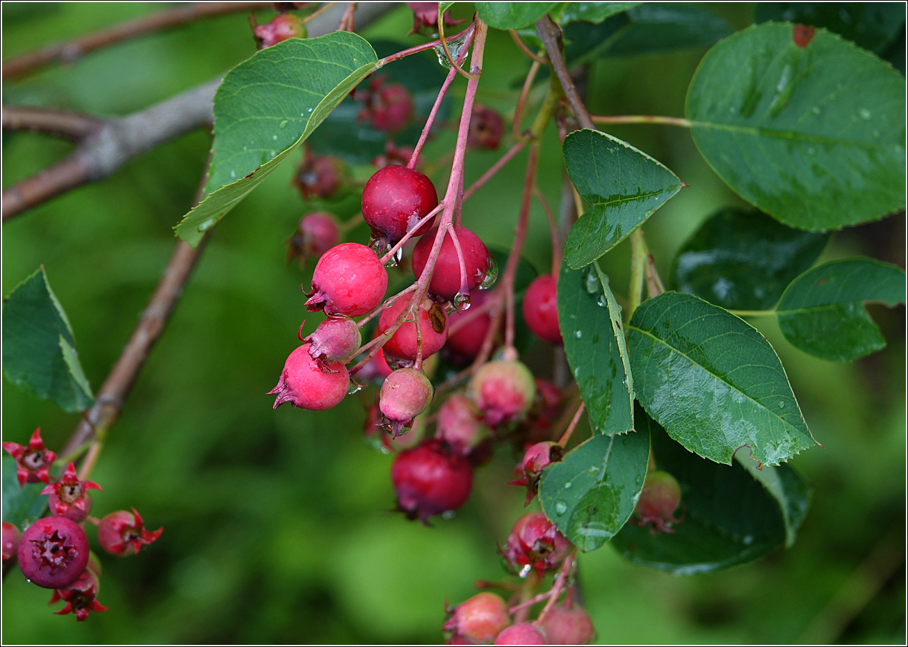 Image of Amelanchier spicata specimen.