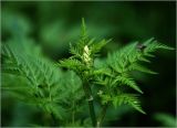 Anthriscus sylvestris