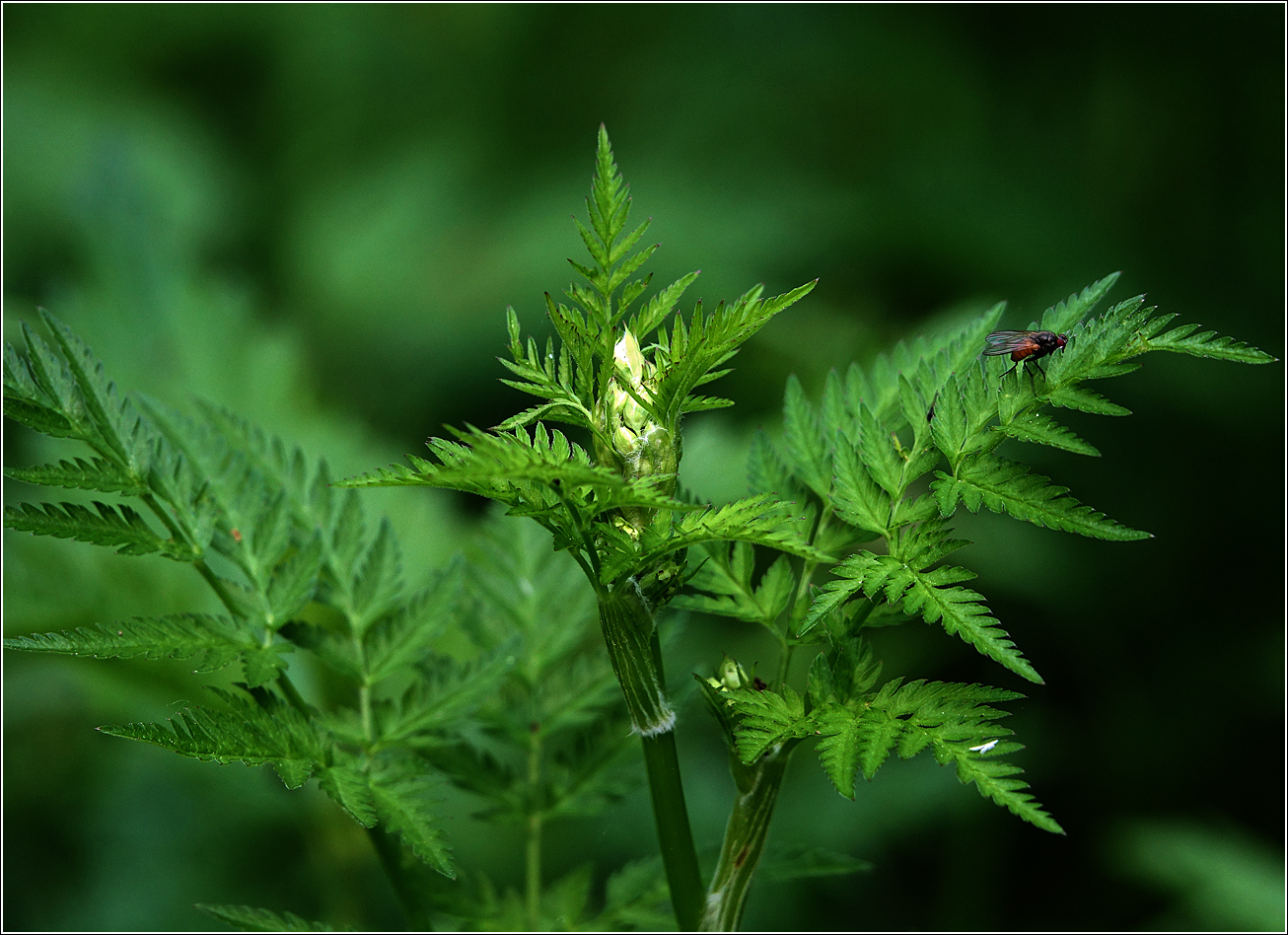 Изображение особи Anthriscus sylvestris.