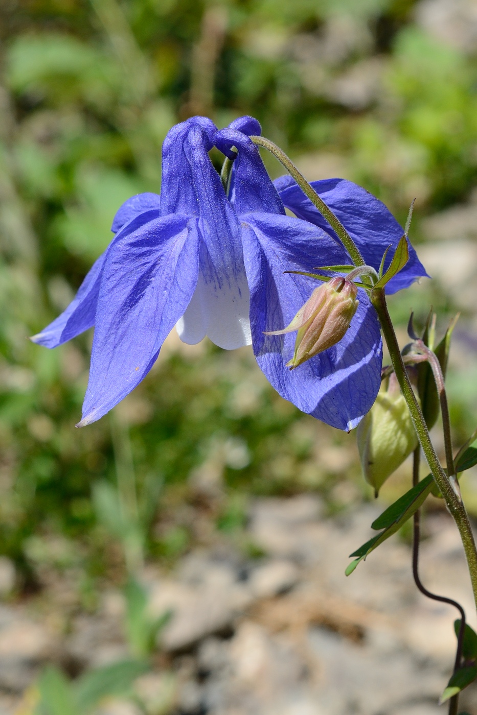 Изображение особи Aquilegia olympica.