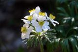 Anemonastrum crinitum