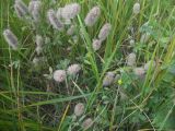 Trifolium arvense