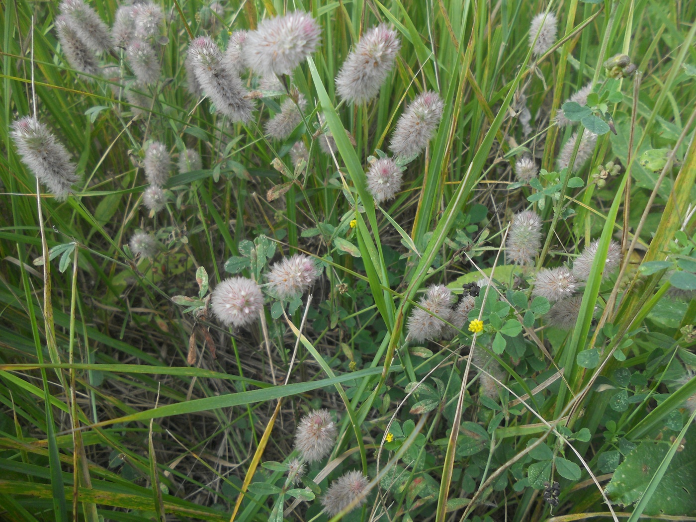 Изображение особи Trifolium arvense.