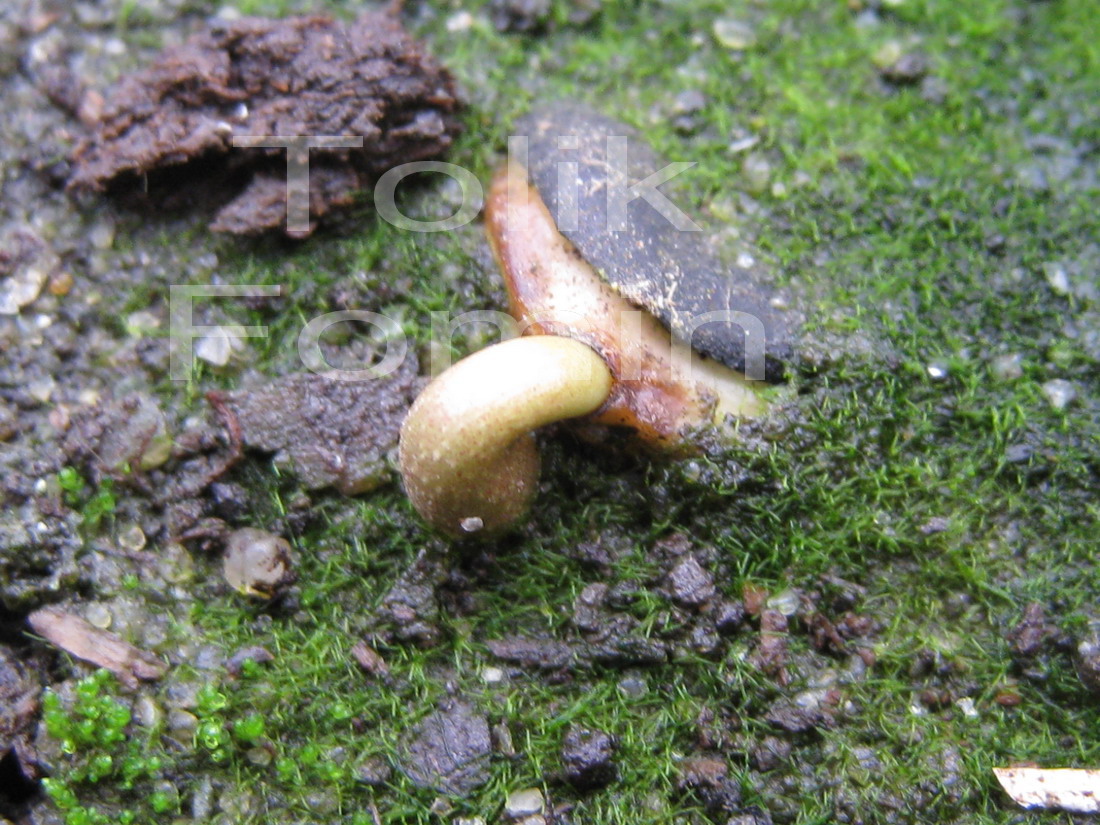 Image of Magnolia × loebneri specimen.