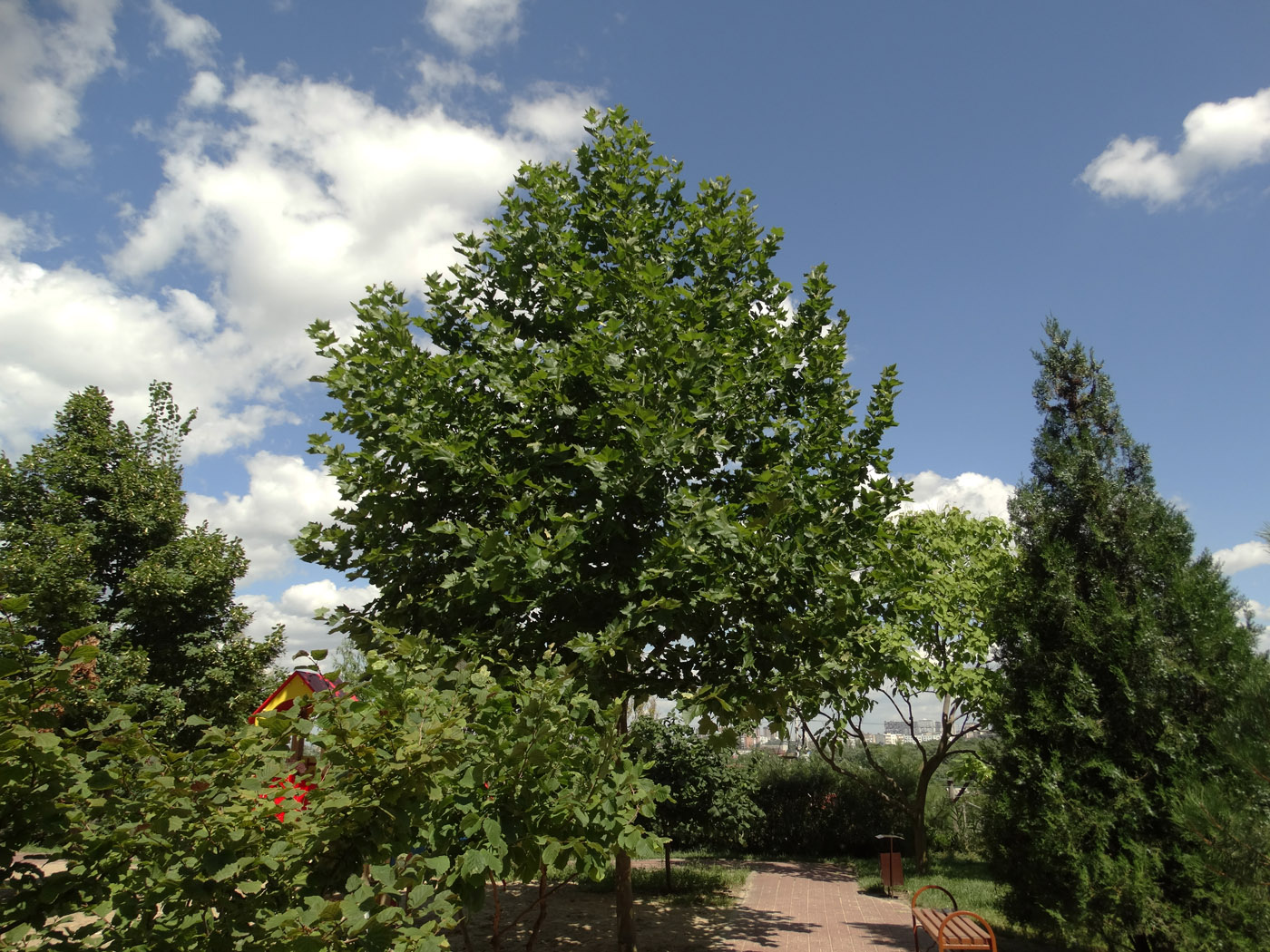 Изображение особи Platanus &times; acerifolia.