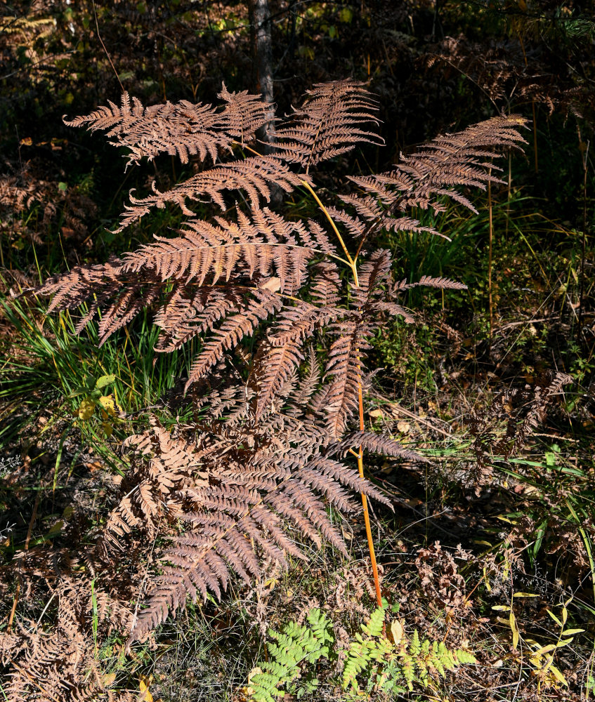 Изображение особи Pteridium pinetorum.