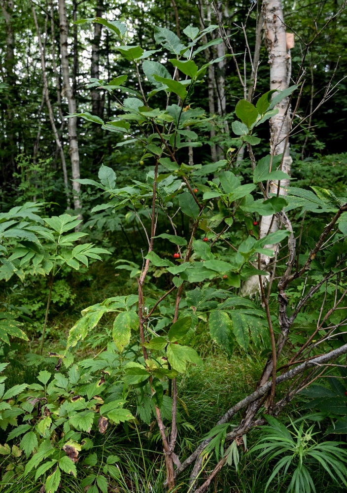 Изображение особи Lonicera sachalinensis.