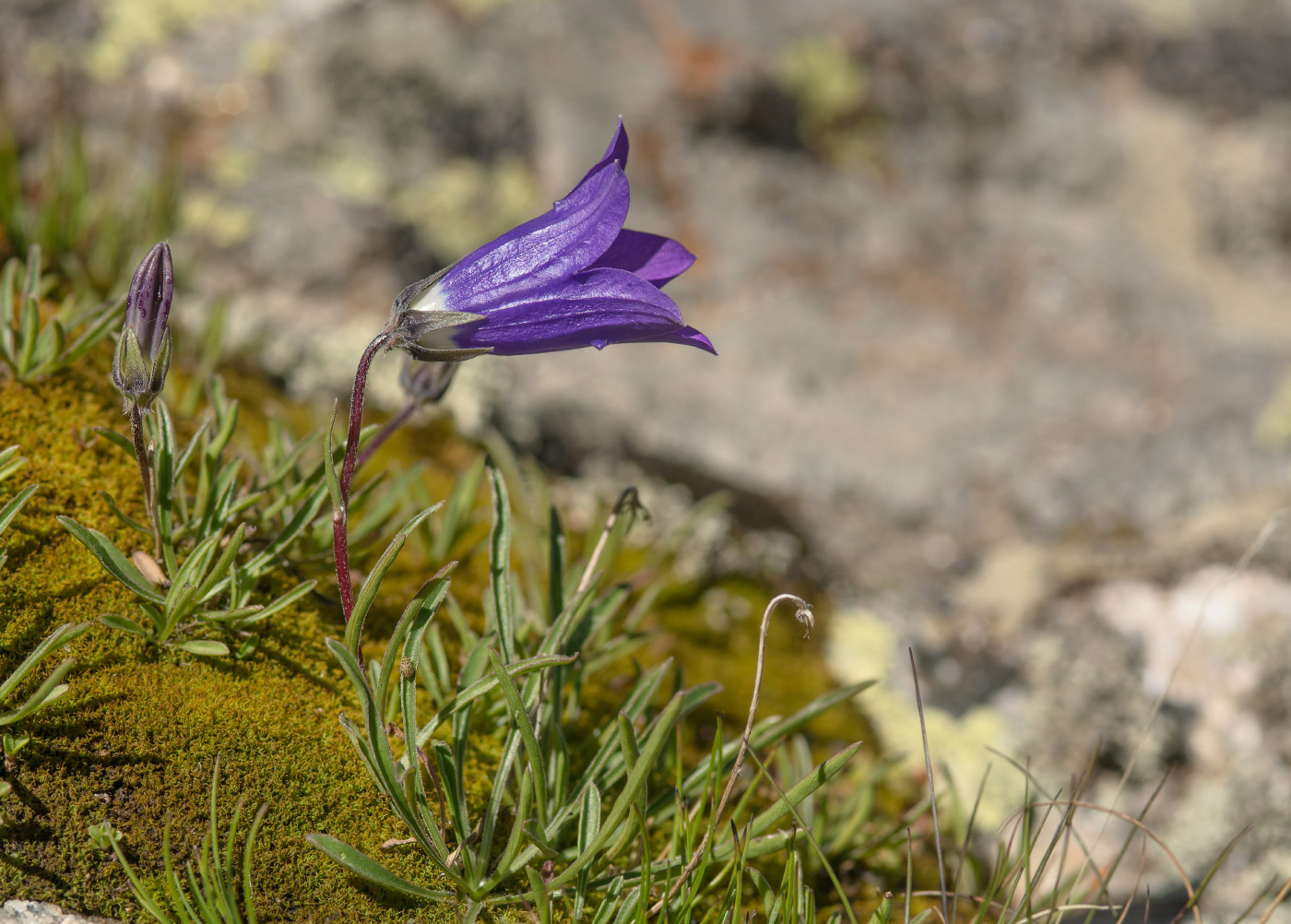 Изображение особи Campanula besenginica.