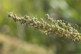 Artemisia abrotanum. Часть общего соцветия в паутине. Нижегородская обл., Володарский р-н, окр. пос. Дубки; берег р. Ока, высокотравный луг. 15.09.2023.