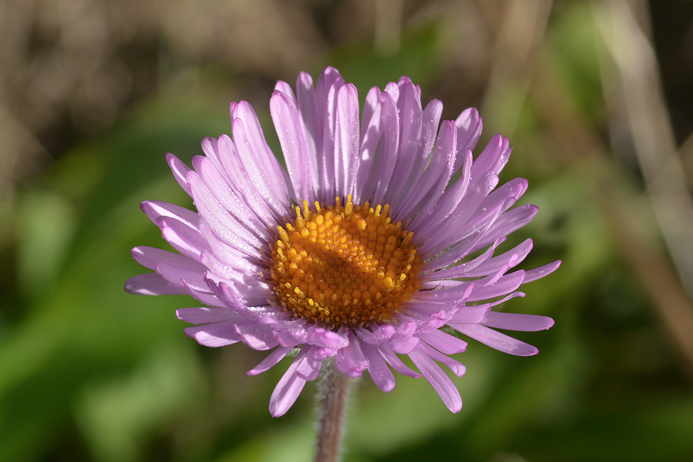 Image of Erigeron venustus specimen.