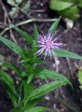 Cirsium serratuloides. Соцветие. Томская обл., окр. с. Батурино, памятник природы \"Звёздный ключ\", березняк. 31.07.2022.