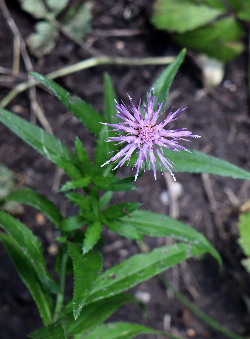 Image of Cirsium serratuloides specimen.