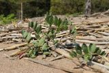 Lathyrus japonicus подвид pubescens. Растения с бутонизирующим соцветием среди выброшенных волнами сухих стеблей тростника (Phragmites australis). Ленинградская обл., Выборгский р-н, вост. берег Ермиловского залива, песчаный пляж. 11.06.2023.