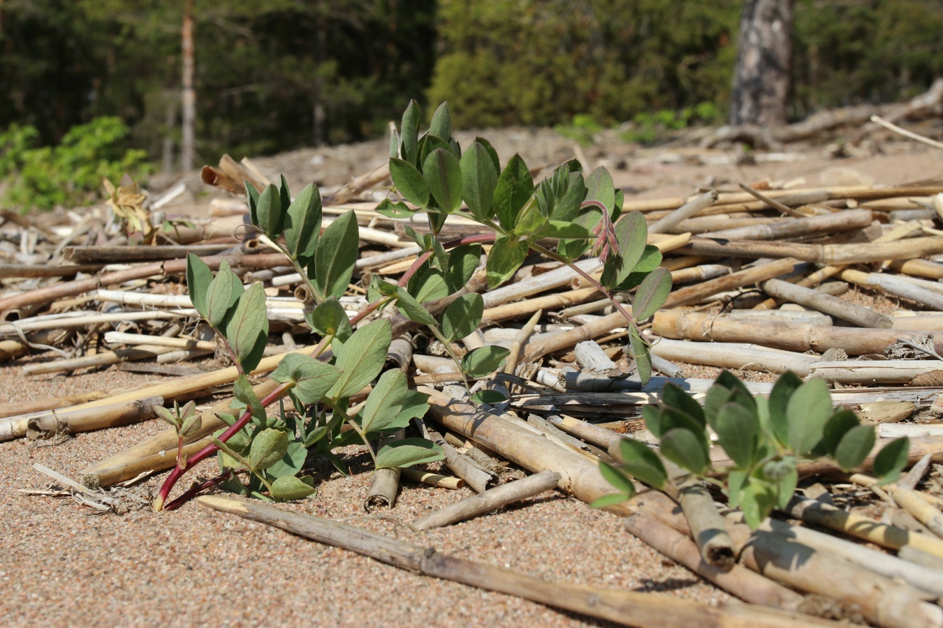 Image of Lathyrus japonicus ssp. pubescens specimen.