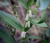 Polygonatum odoratum. Часть цветущего побега. Пермский край, Кунгурский р-н, окр. дер. Дейково, ур. Греховская гора, разнотравный луг на вершине урочища. 04.06.2023.