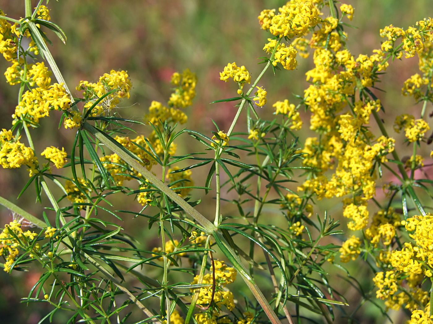 Изображение особи Galium verum.