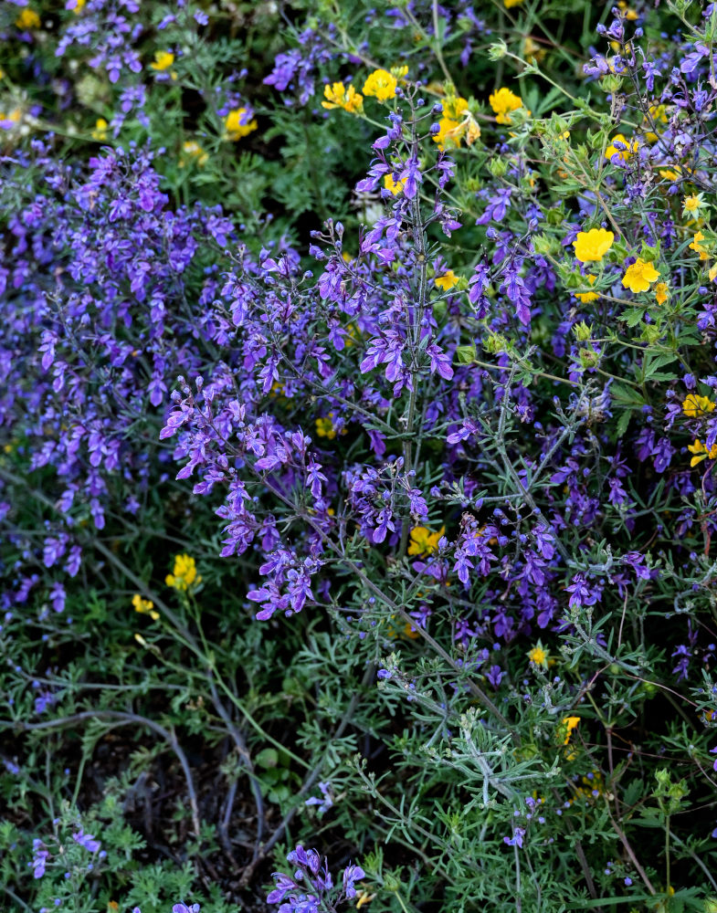 Image of Teucrium orientale specimen.