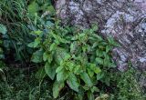 Scrophularia grayana