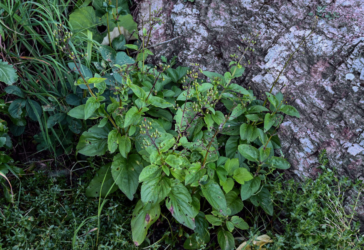 Image of Scrophularia grayana specimen.